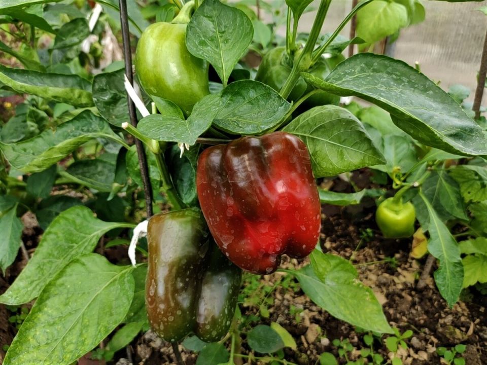 Как формирование перцев влияет на урожай и что с этим делать