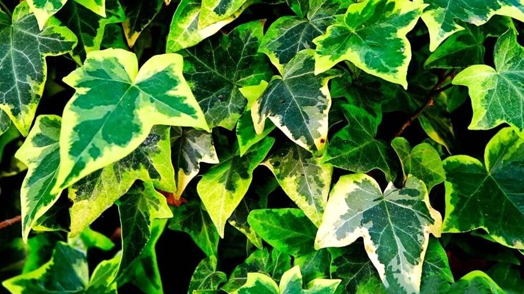 Краски сада: 40 идеальных цветов для эстетики приствольных кругов и пустующих участков