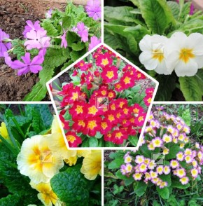 �������� ������� ��������� ������� � �� �����