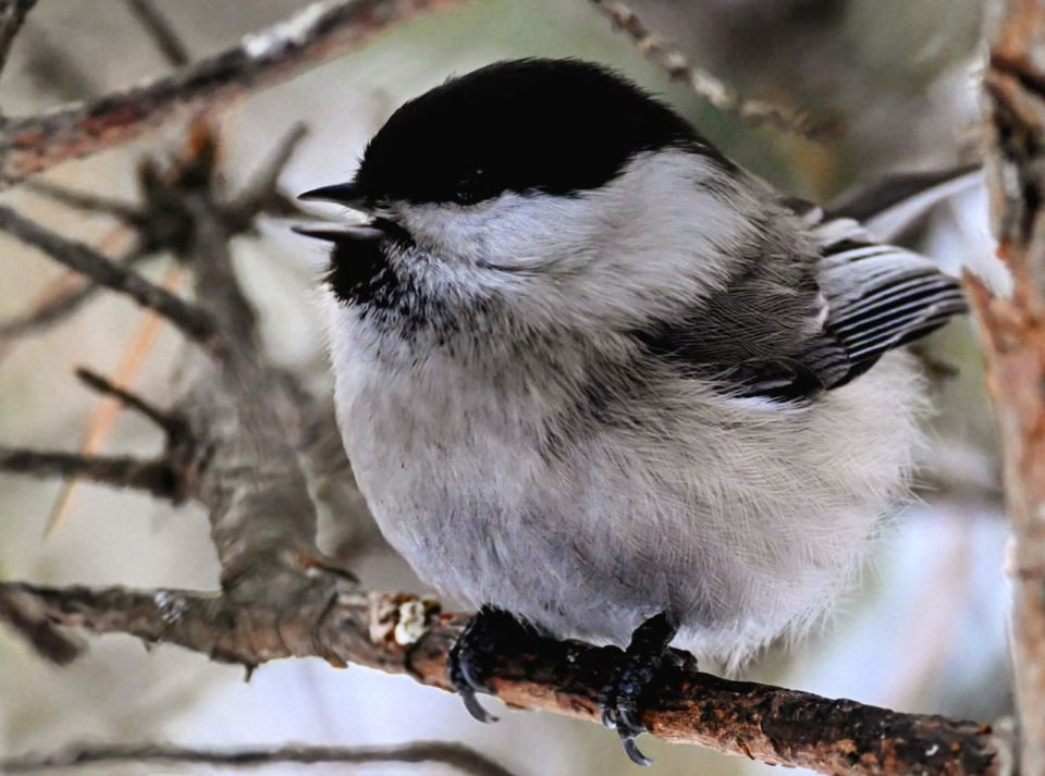 Гайка-пухляк, принявшая форму шара, попала в кадр в минусинском бору