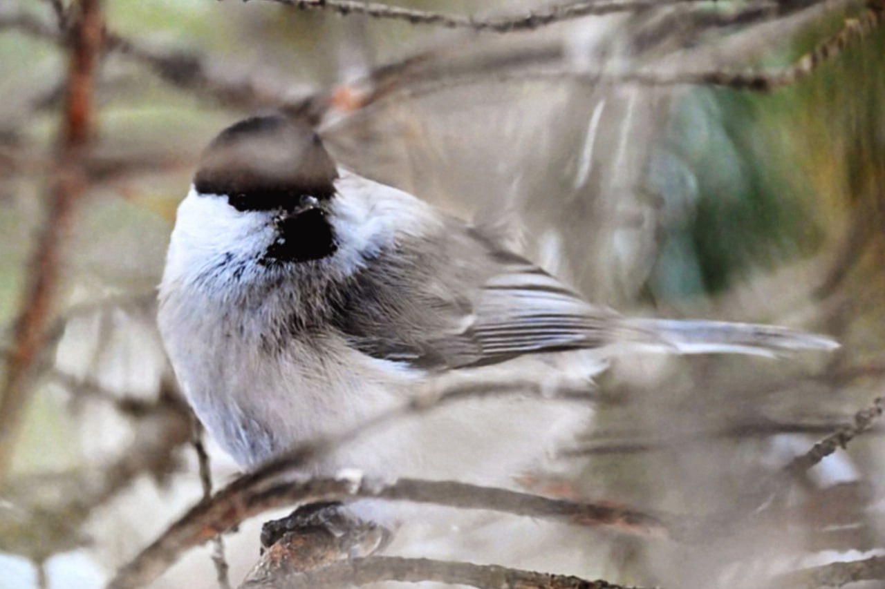 Гайка-пухляк, принявшая форму шара, попала в кадр в минусинском бору Гайка-пухляк, принявшая форму шара, попала в кадр в минусинском бору