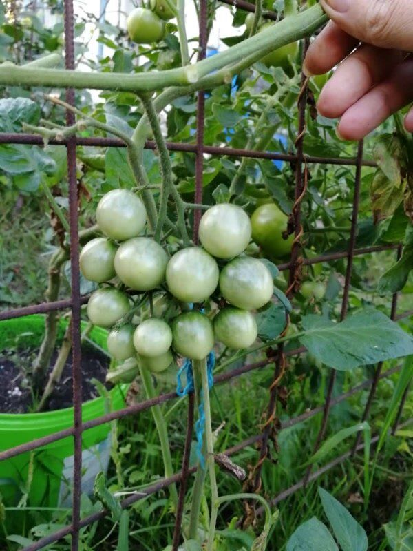 Томатный самосев: неожиданные открытия на огороде