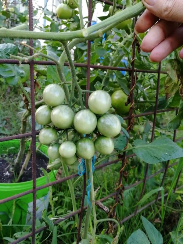 Томатный самосев: неожиданные открытия на огороде