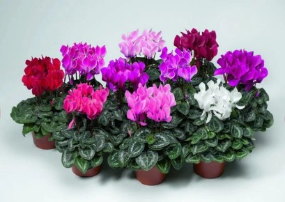 ������� �������: �������� �����, � ������� �� �� �����������