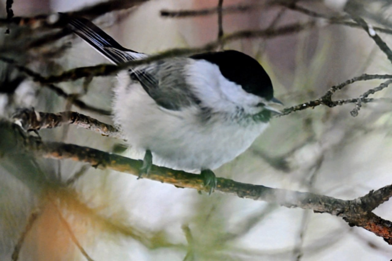 Гайка-пухляк, принявшая форму шара, попала в кадр в минусинском бору Гайка-пухляк, принявшая форму шара, попала в кадр в минусинском бору