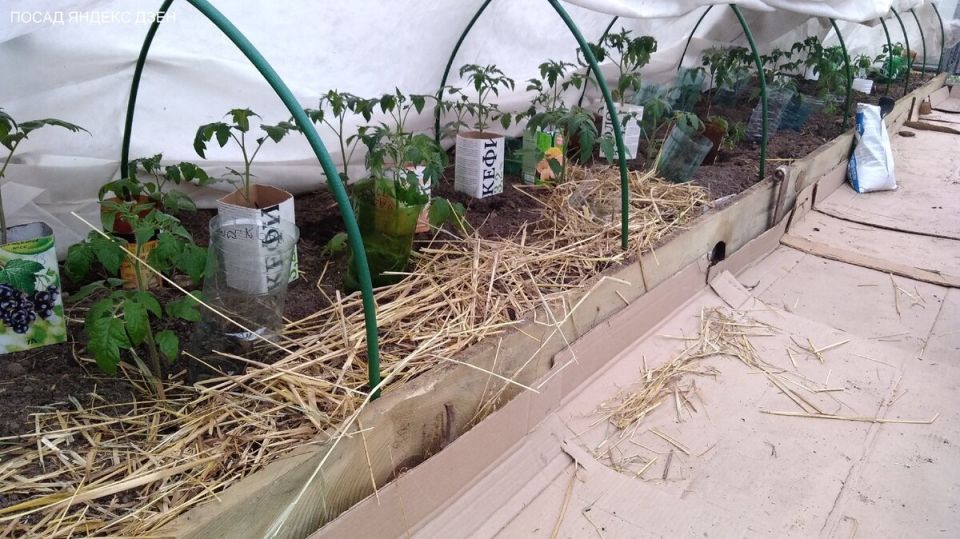 ������ ������ ������� � ������ ����� �������: �������� ������� � �������