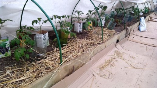 Почему цветки томатов в первой кисти опадают: основные причины и решения