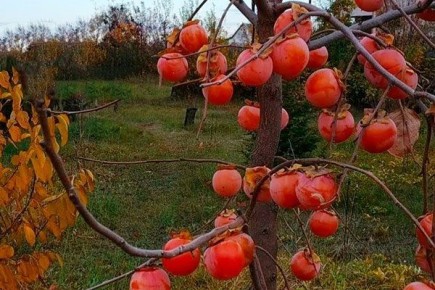 ����� ����������: ������� ��������� ����������� � ������������ ������������