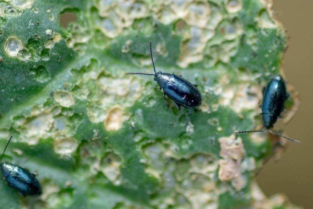 Как защитить капусту: эффективные стратегии борьбы с крестоцветными блошками