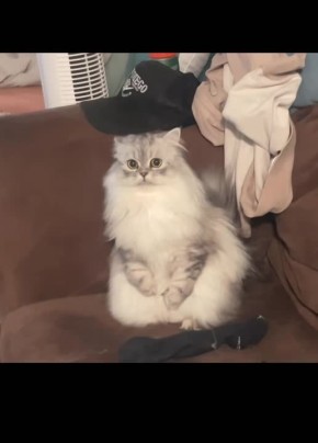 ������ ����, �������!