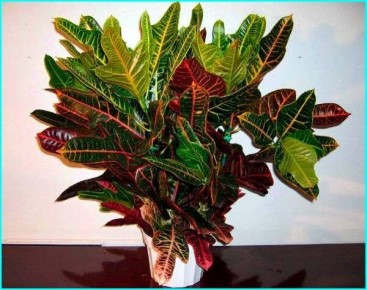 Кротон: как создать тропический уголок у себя дома