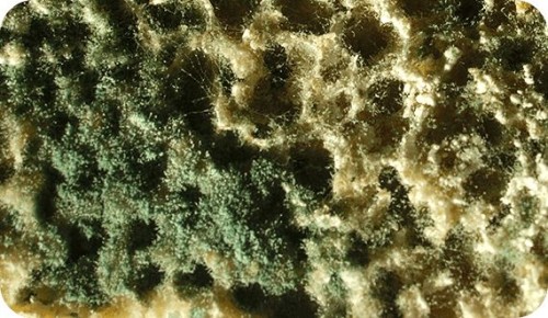 Чистка фасадов от высолов, налета, плесени