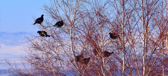 ������ ���������, ������? � ����� ����?