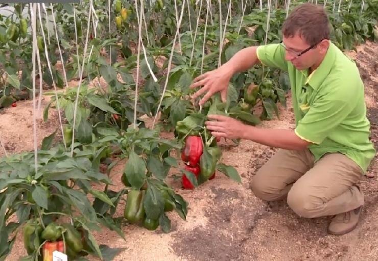 Полезные советы для современных садоводов