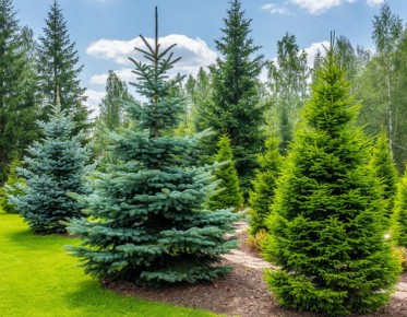 Как ухаживать за хвойными деревьями после пересадки