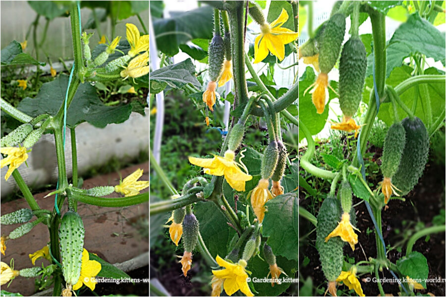 Как правильно посадить огурцы в теплицу для раннего и обильного урожая