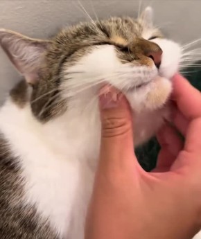 ������ ����, �������! ���� � ��������!