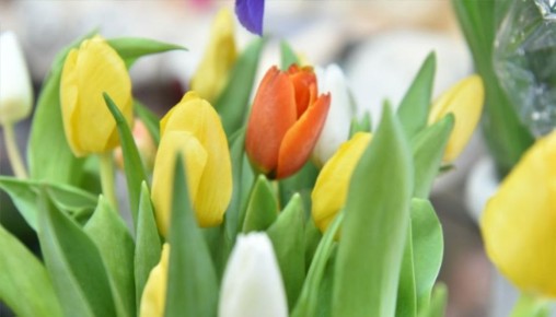 "��� ���, �������!": ����������� ������� ������ � �������