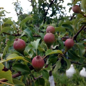 ��� ������ ����� �� ���������� �������: �������� ����