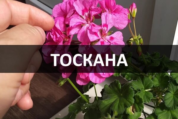 Тайны сорта пеларгонии Тоскана: выбор и уход