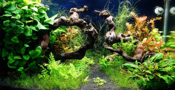 Создание акваскейпа в домашних условиях: что нужно знать