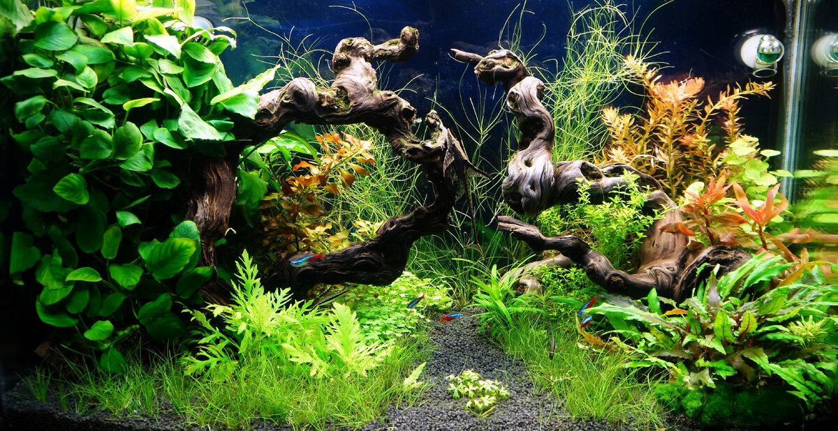 Создание акваскейпа в домашних условиях: что нужно знать