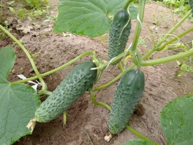 ��������� �������: ������� ��� ������� ������ � ����