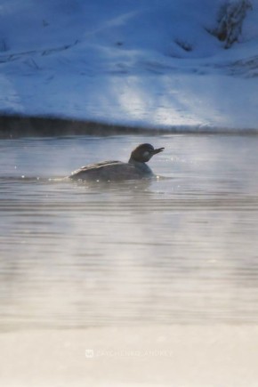 Утиное семейство на утреннем заплыве в абаканской зоне отдыха вновь в объективе Андрея Зайченко