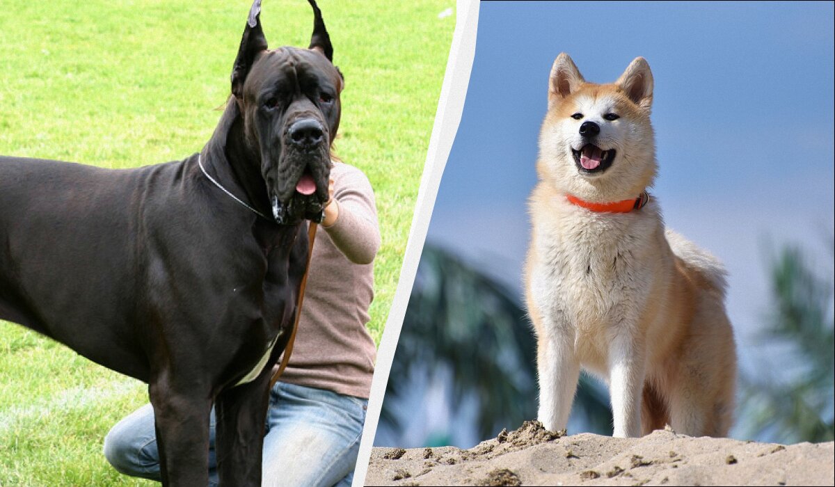 Робкие хвостики: самые застенчивые собачьи породы, которые покоряют сердца