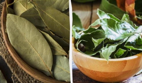 Почему лавровый лист стоит вновь оценить: мнение экспертов