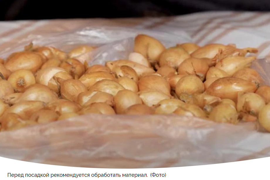 Как правильно подготовить лук-севок перед посадкой в открытый грунт