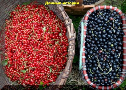 Оптимальный уход за смородиной: секреты успеха с марта по ноябрь