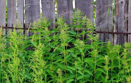 Крапивный настой: правда и мифы о его влиянии на растения
