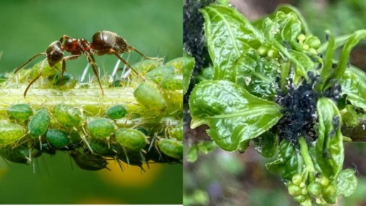 Новые способы защиты деревьев от муравьев: как обойтись без химии
