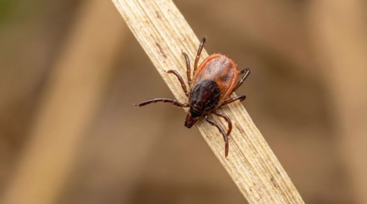 � ������� �Ĩ� ����������: ��������� - �����!