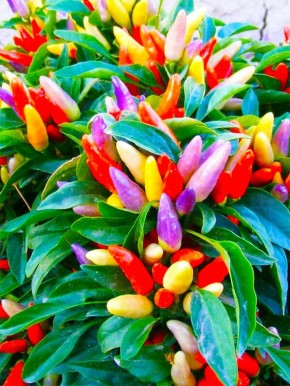 ����� ������: ����� ������ ��� ������ �����������