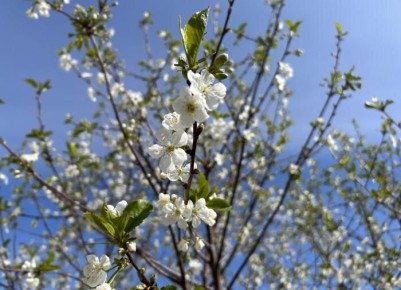 Лучшие сорта вишни для средней полосы: что выбрать для сада