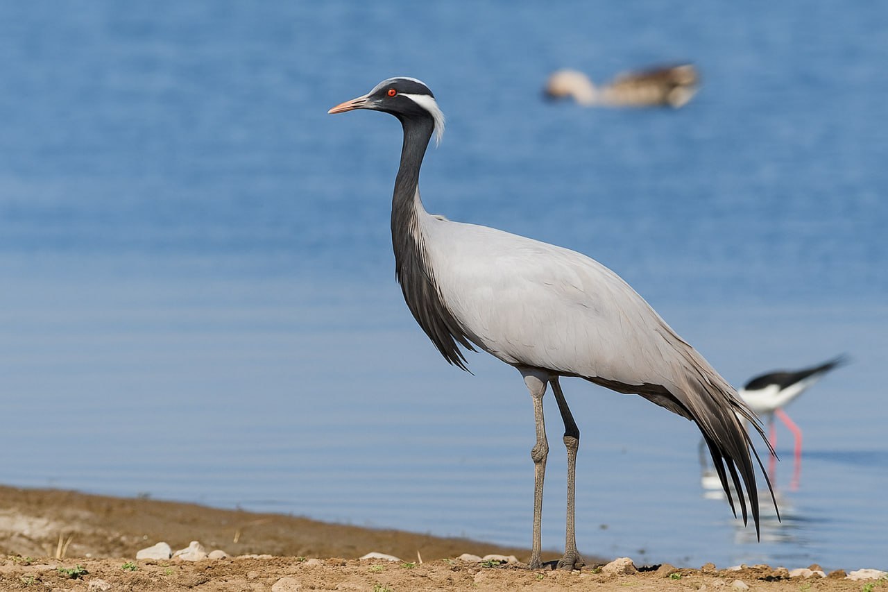 ЖИТЕЛЕЙ ХАКАСИИ ПОЗДРАВЛЯЮТ С ДНЁМ ДИКОЙ ПРИРОДЫ ЖИТЕЛЕЙ ХАКАСИИ ПОЗДРАВЛЯЮТ С ДНЁМ ДИКОЙ ПРИРОДЫ