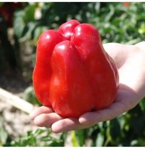 Перец Гранова: секреты позднего сорта с впечатляющими плодами