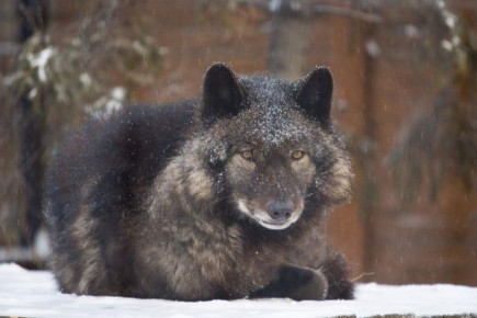 Весна пришла: на час дольше теперь работает Абаканский зоопарк