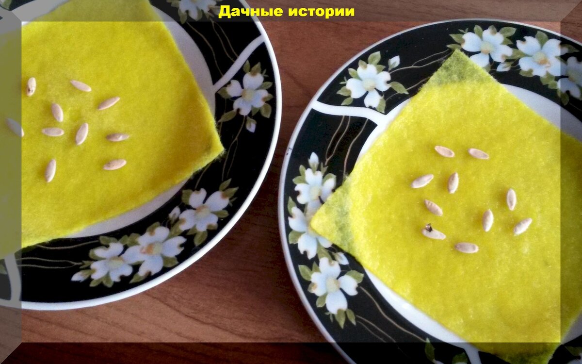 Эффективные методы протравливания семян: что выбрать?