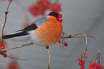 ���� ������� ��� ��������� ������� � ���������� �������� �������� ���������