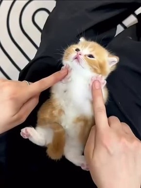 ������ ����, �������! ���� � ��������!