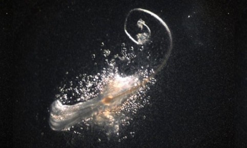 ������ ��������� ��������� �������������� ��������� ���������