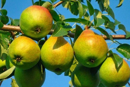 ����� �������� ��������: ��� ��������� � ��� ��� ���������� �� ������ ��������