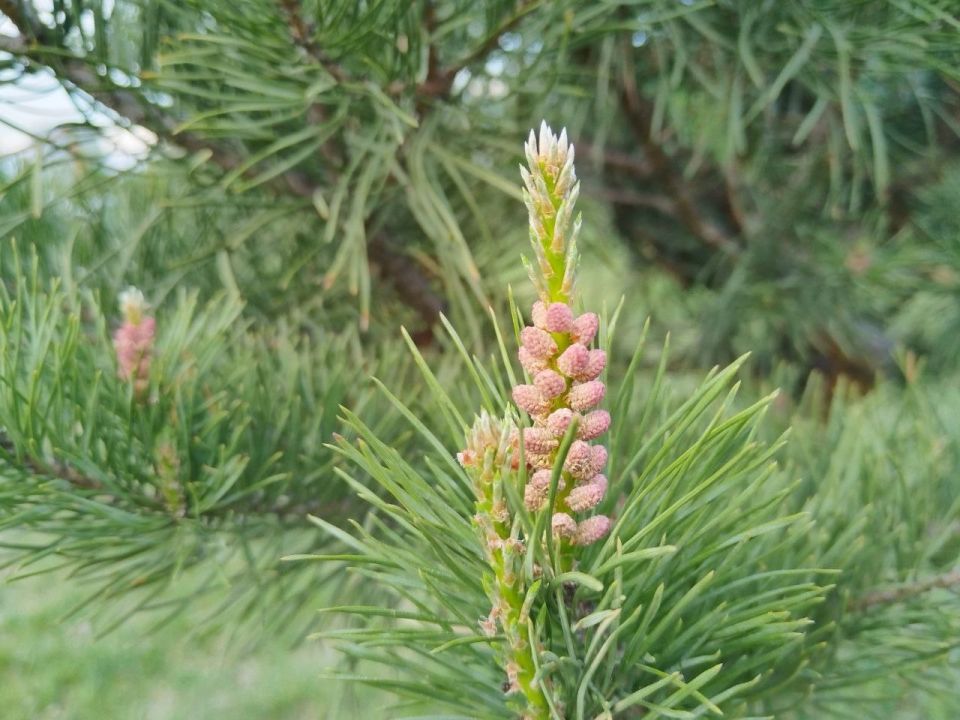 ������ ������: ����������� ���������� ��� ����� ��������