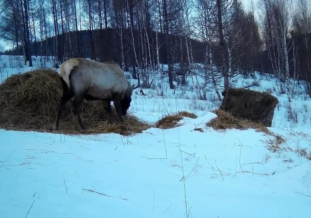 Дирекция ООПТ Хакасии делится потрясающими кадрами