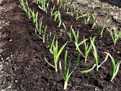 ��� �������� ��������� � �������� ������� �������: ������� ��������� �����