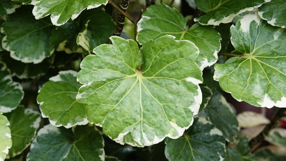 Полисциас в квартире: посадка и уход