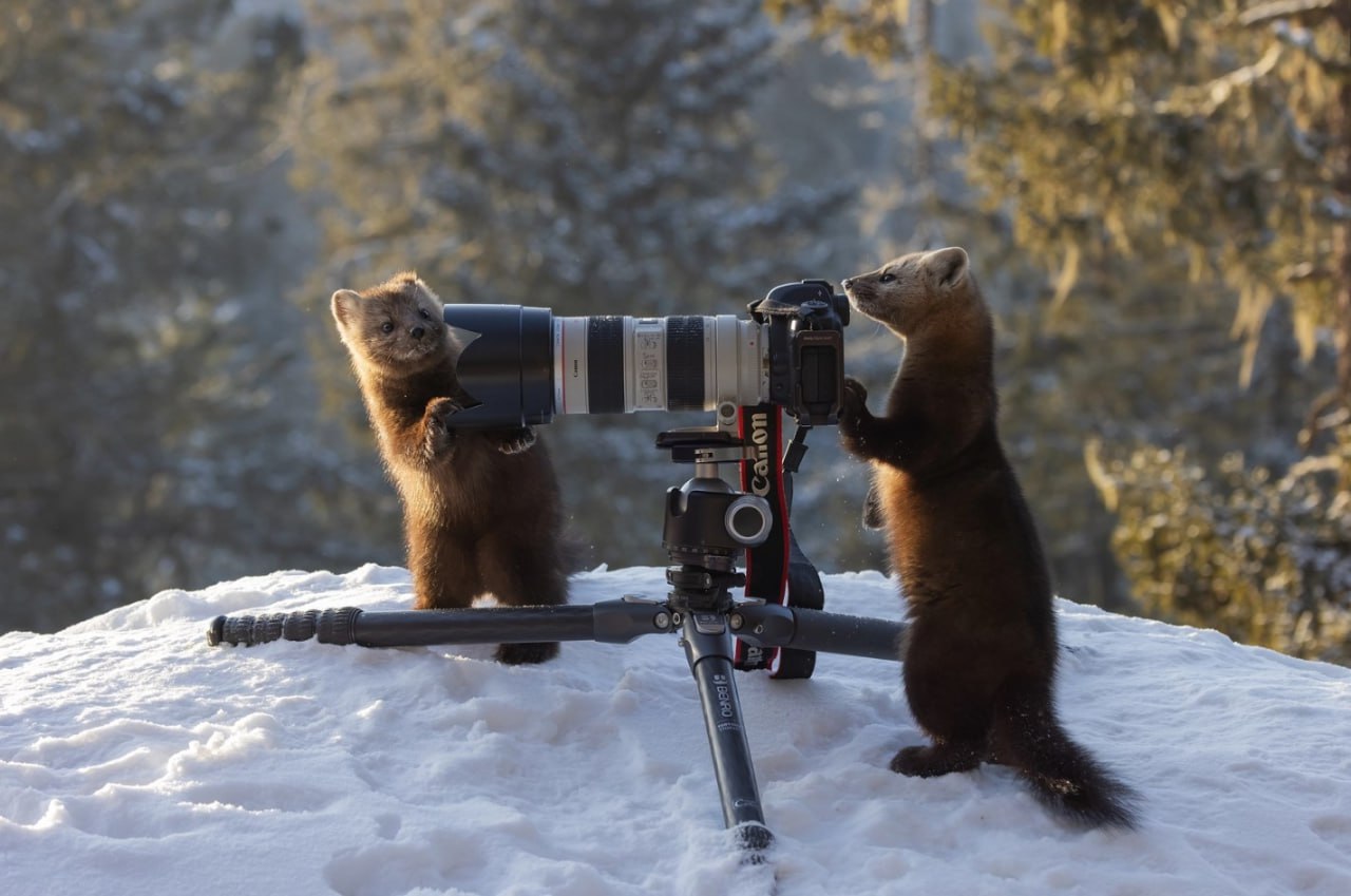Россия в кадре: жители Хакасии могут принять участие в фотоконкурсе «Самая красивая страна» от русского географического общества Россия в кадре: жители Хакасии могут принять участие в фотоконкурсе «Самая красивая страна» от русского географического общества